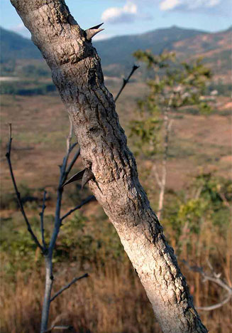 Acacia amythethophylla 