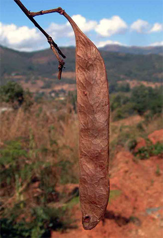 Acacia amythethophylla 