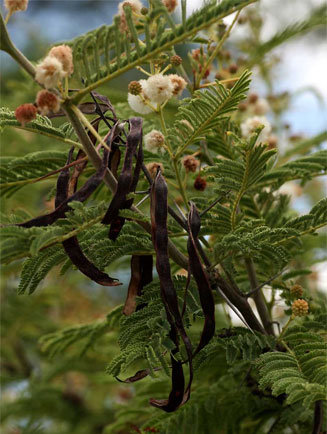 Acacia ataxacantha (Flame thorn)