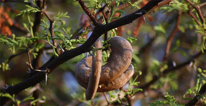 Acacia erioloba (Camel thorn)