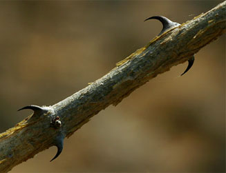 Acacia erubescens (Blue thorn)
