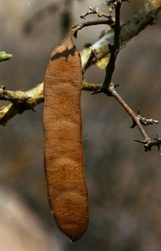 Acacia erubescens (Blue thorn)