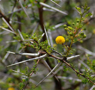 Acacia exuvialis 