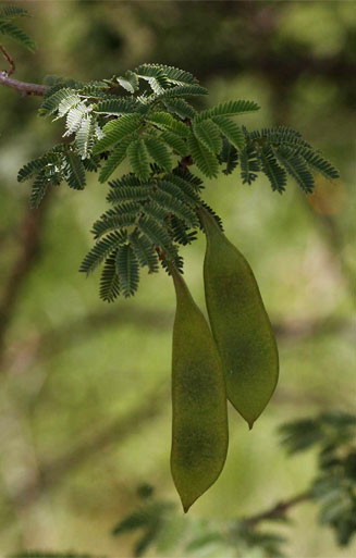 Acacia fleckii 