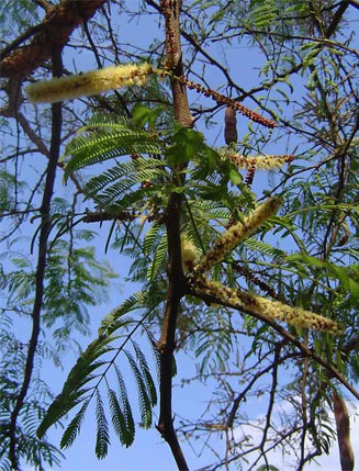 Acacia galpinii (Monkey thorn)