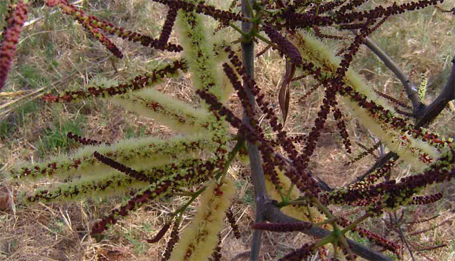 Acacia galpinii (Monkey thorn)