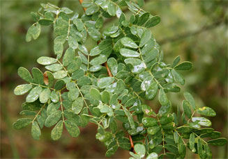 Acacia goetzei