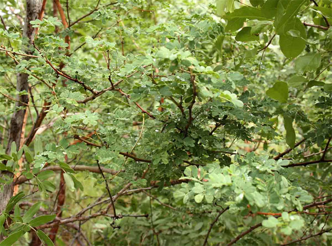 Acacia goetzei