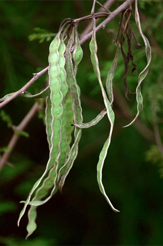 Acacia nilotica (Scented thorn)