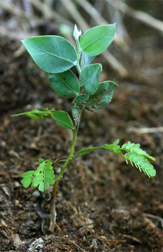 Acacia podalyriifolia (Pearl acacia, Vaalmimosa)