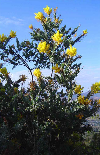 Acacia podalyriifolia (Pearl acacia, Vaalmimosa)