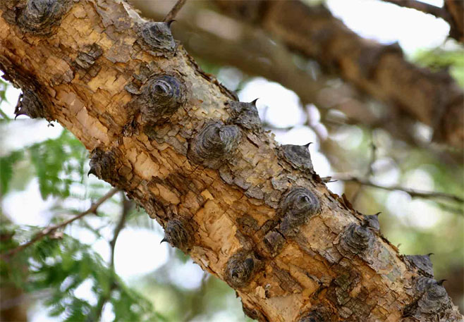 Acacia polyacantha