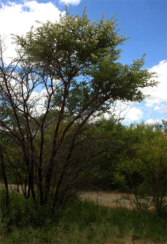 Acacia rehmanniana 