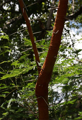 Acacia rehmanniana 