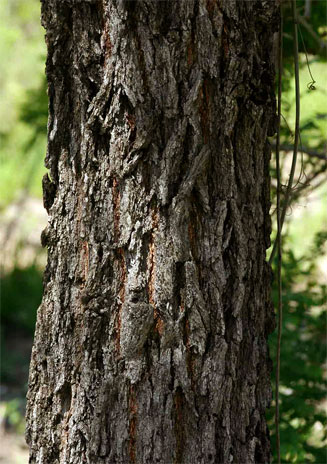 Acacia robusta (Brack thorn, Ankle thorn)