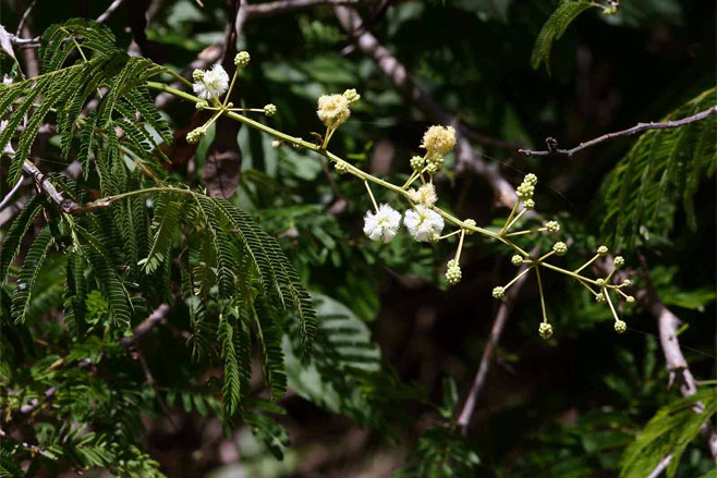 Acacia schweinfurthii (River climbing thorn)