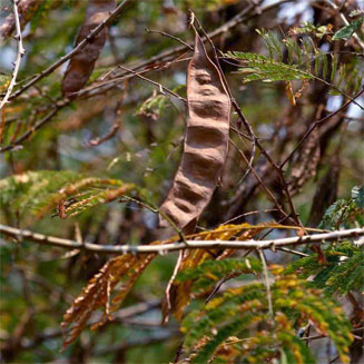 Acacia schweinfurthii (River climbing thorn)