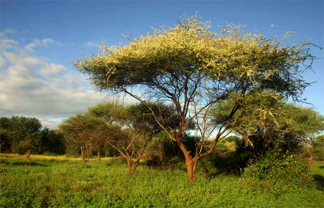 Acacia tortilis 