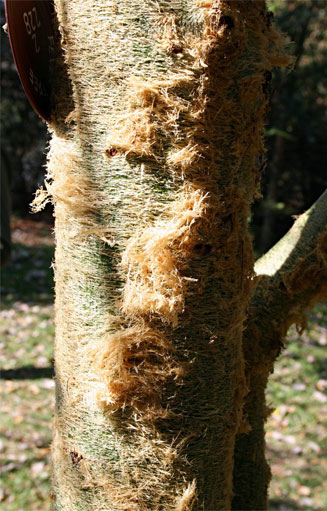 Acacia xanthophloea (Fever tree) 