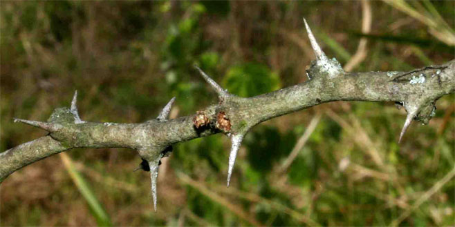 Faidherbia albida (Apple-ring acacia, Ana tree, Winter thorn)