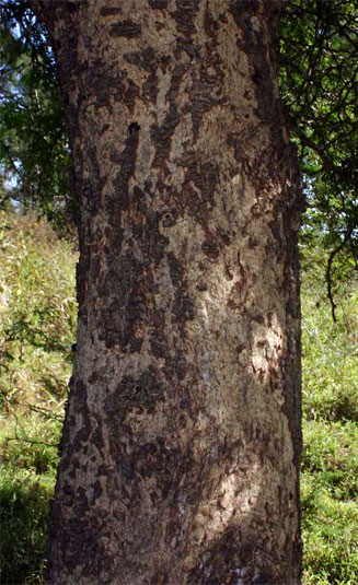 Faidherbia albida (Apple-ring acacia, Ana tree, Winter thorn)