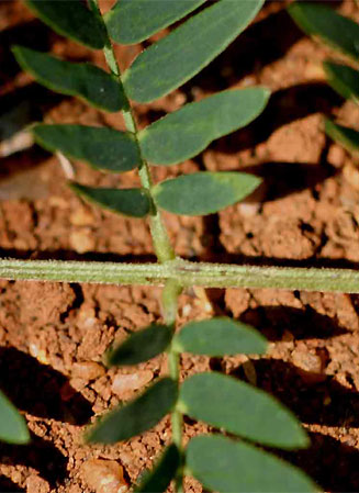 Leucaena leucocephala (Leucaena, Reuse wattel)