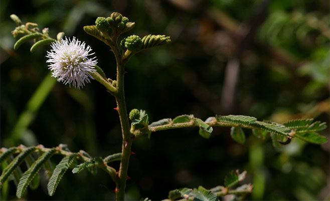 Mimosa pigra (Giant sensitive plant, Raak-my-nie)