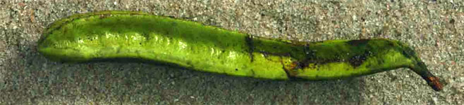 Amblygonocarpus andongensis