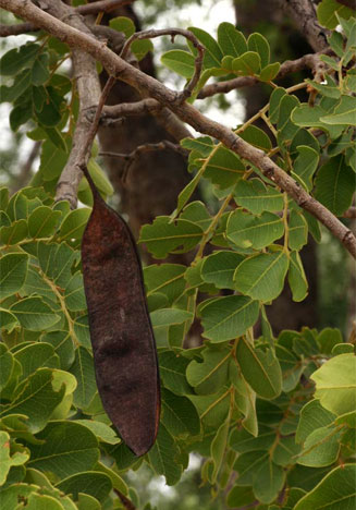 Erythrophleum africanum (Ordeal tree)