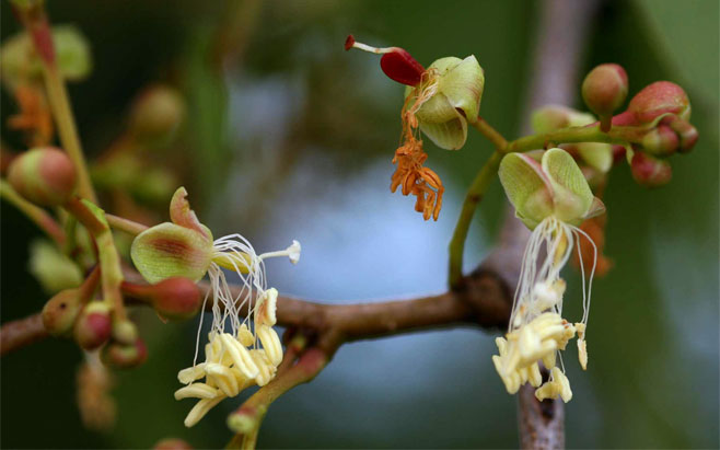 Colophospermum mopane (Mopane, Mopani, Turpentine tree)