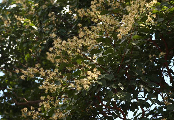 Guibourtia coleosperma (Copalwood)