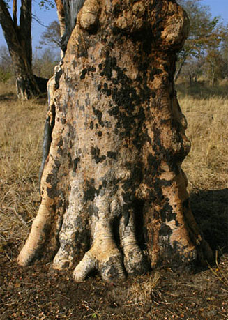 Guibourtia coleosperma (Copalwood)