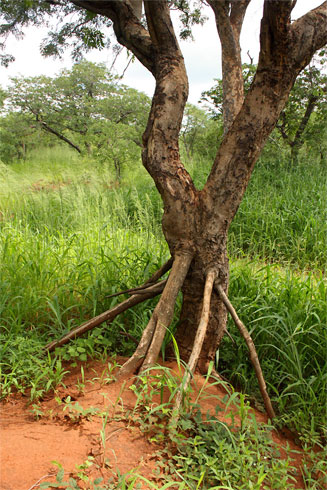 Baikiaea plurijuga (Zambezi teak, Zambian teak, Rhodesian teak, Zambesi redwood)