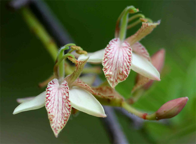 Tamarindus indica (Tamarind)