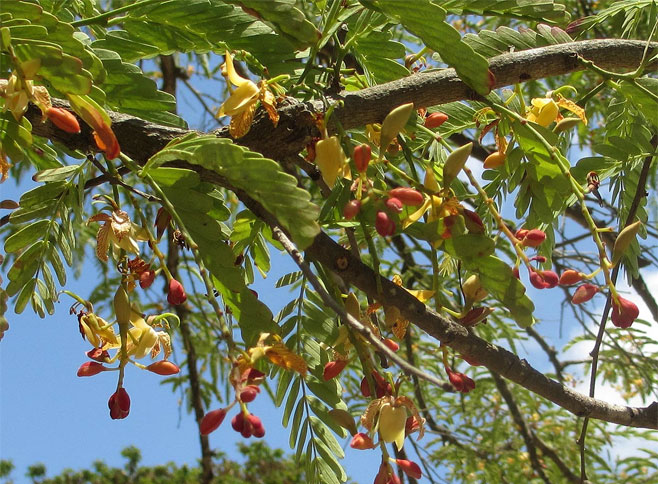 Tamarindus indica (Tamarind)