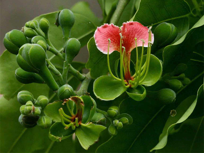 Afzelia quanzensis (Pod mahogany)