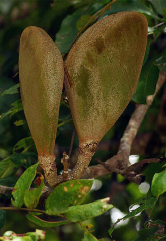 Afzelia quanzensis (Pod mahogany)