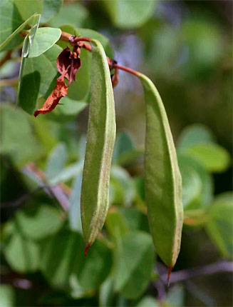 Bauhinia galpinii (Pride-of-de-Kaap)