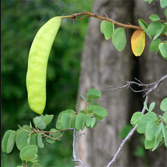 Bauhinia petersiana (Wild coffee bean)