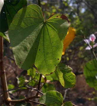 Bauhinia variegata (Orchid tree)
