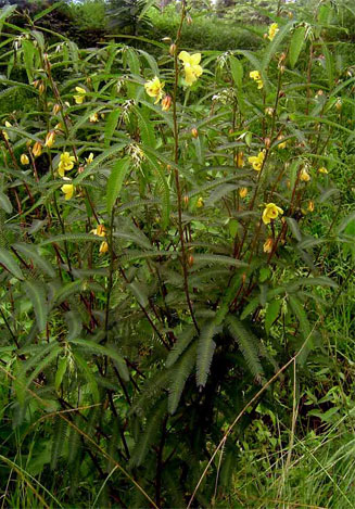 Chamaecrista mimosoides 