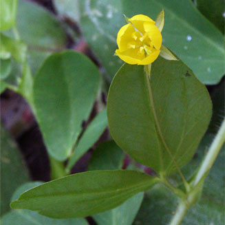 Cassia rotundifolia