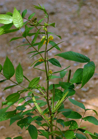 Senna occidentalis (Stinking weed, Coffee senna)