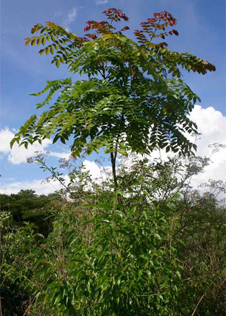 Acrocarpus fraxinifolius (Shingle tree)