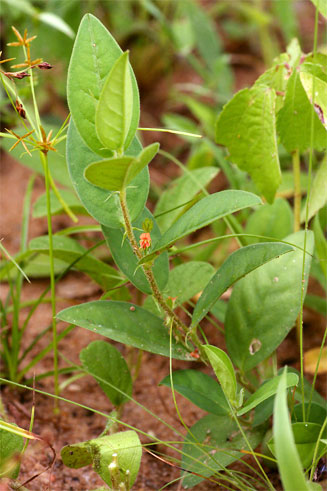 Indigofera nummulariifolia 