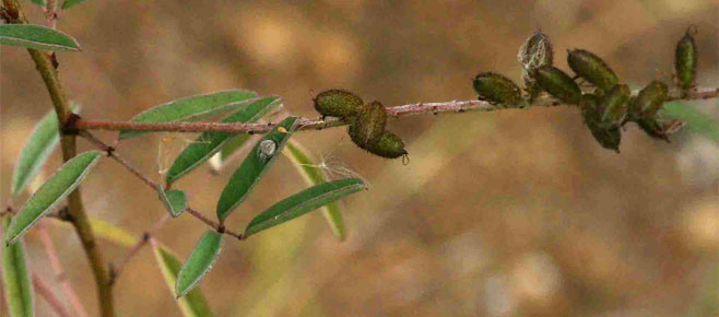 Indigofera setiflora 
