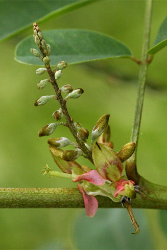 Indigofera tinctoria (Nil-awari, True indigo)