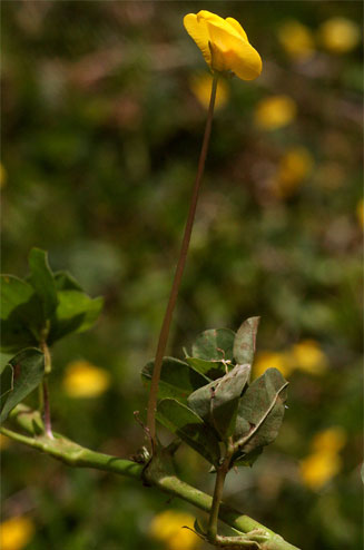 Arachis hypogaea (Peanut, Groundnut)