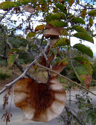 Pterocarpus angolensis (Kiaat, Wild teak)