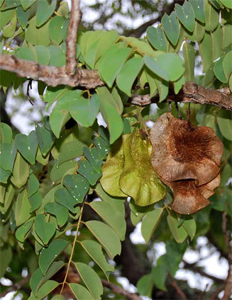 Pterocarpus angolensis (Kiaat, Wild teak)